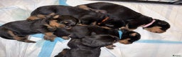 Rottweiler dogs for sale: KC Rottweiler puppies  - Advert 17