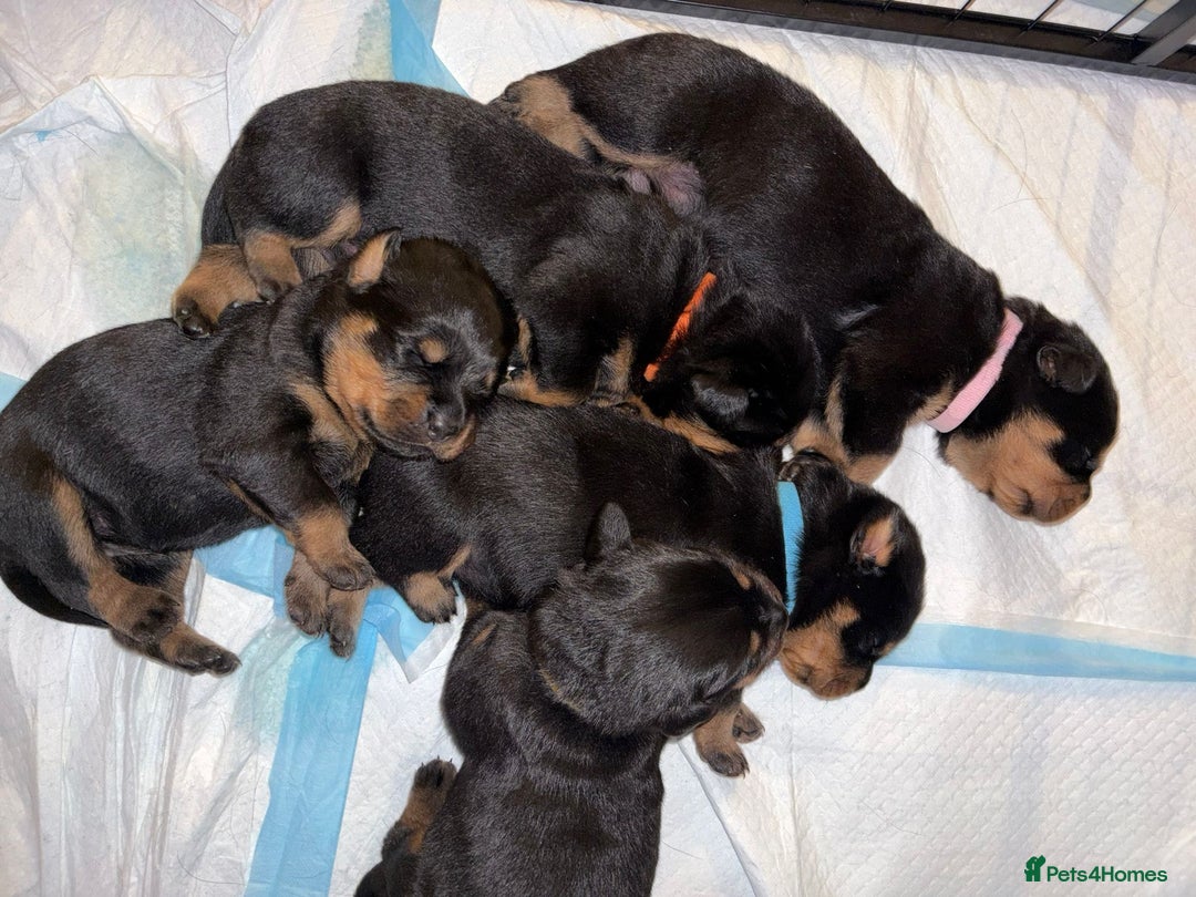 Rottweiler dogs for sale: KC Rottweiler puppies  - Advert 17