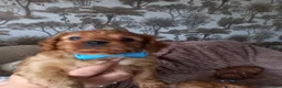 Cavapoo dogs for sale: Fb1 cavapoo  - Advert 8