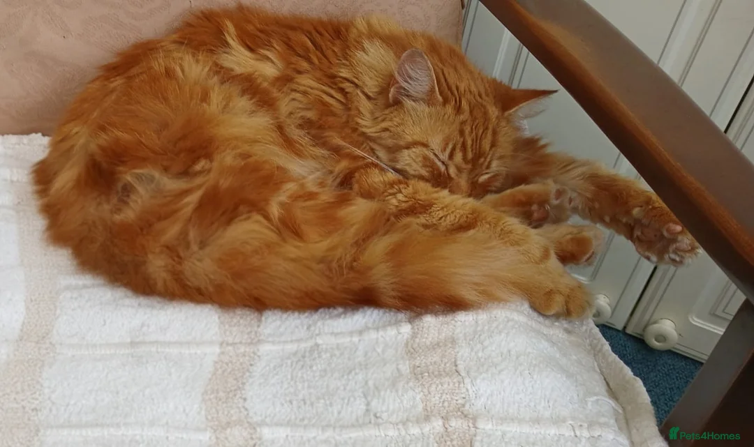 Mixed Breed cats for sale: Kenzo 7 Year Old Ginger Cat - Advert 7