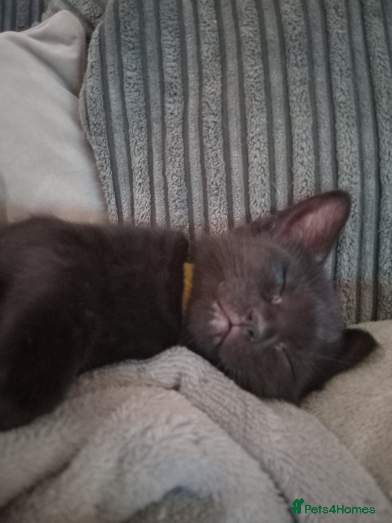 Mixed Breed cats Blue Russian cross  - Advert 1