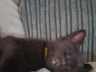 Mixed Breed cats Blue Russian cross - Advert 2