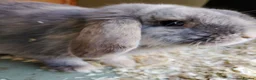 Mini Lop rabbits for sale: Mini lops - Advert 2