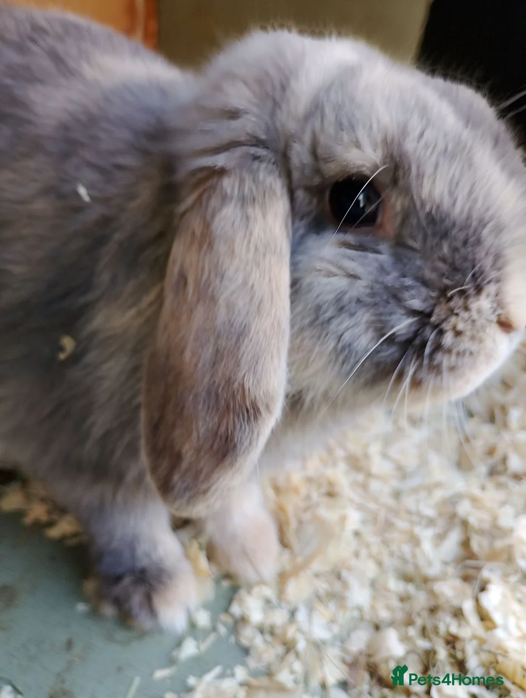 Mini Lop rabbits for sale: Mini lops - Advert 2