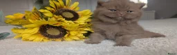 British Shorthair cats for sale: cinnamon British Shorthair Gccf reg male 🐾 in Barnsley - Advert 9