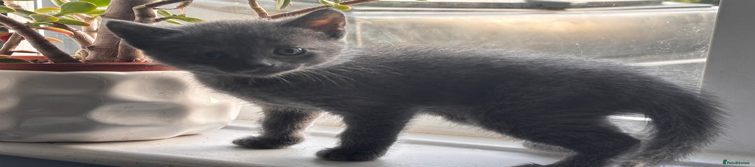Full grey 