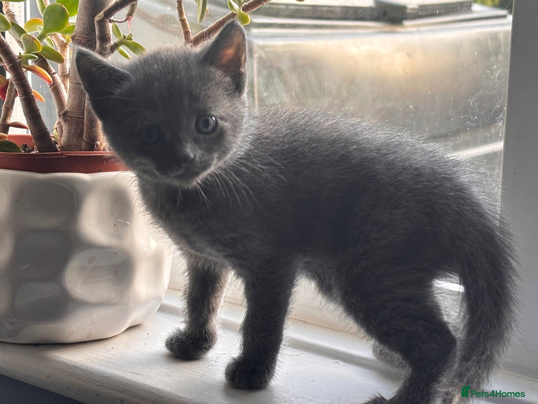 Mixed Breed cats for sale: 5 gorgeous kittens  - Image 7