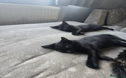 Mixed Breed cats for sale: Black tabby cats - Image 4