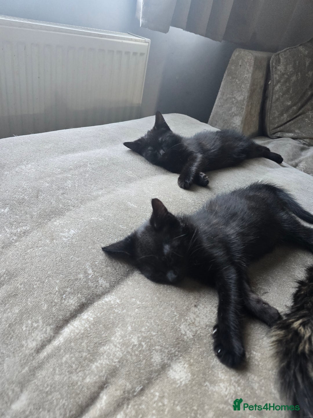 Mixed Breed cats for sale: Black tabby cats - Image 4