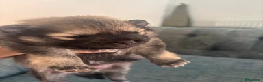 Pomeranian 1