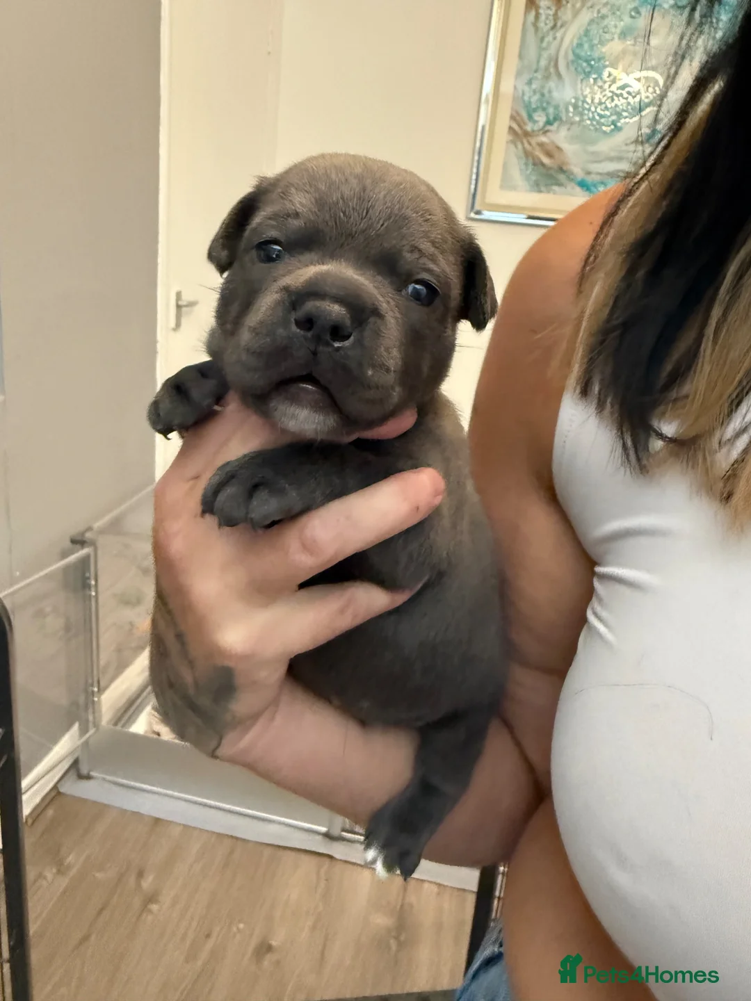 Staffordshire Bull Terrier dogs for sale: beautiful Blue Staffordshire bullterrier - Advert 4