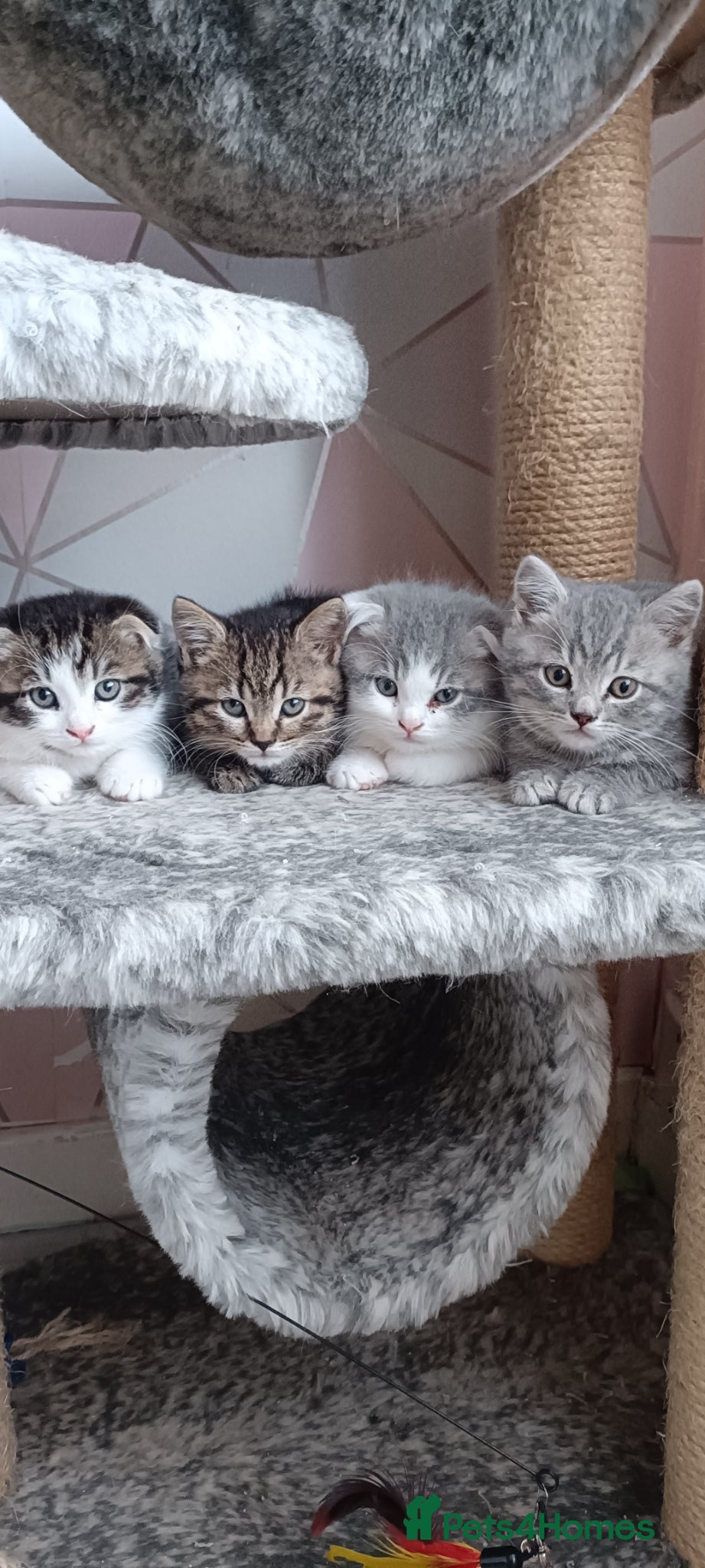Scottish Fold cats Scottish fold kittens - Advert 1