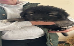 Caucasian Shepherd Dog dogs for sale:  ⭐️Caucasian shepherds⭐️puppies #bears big boned   - Image 21