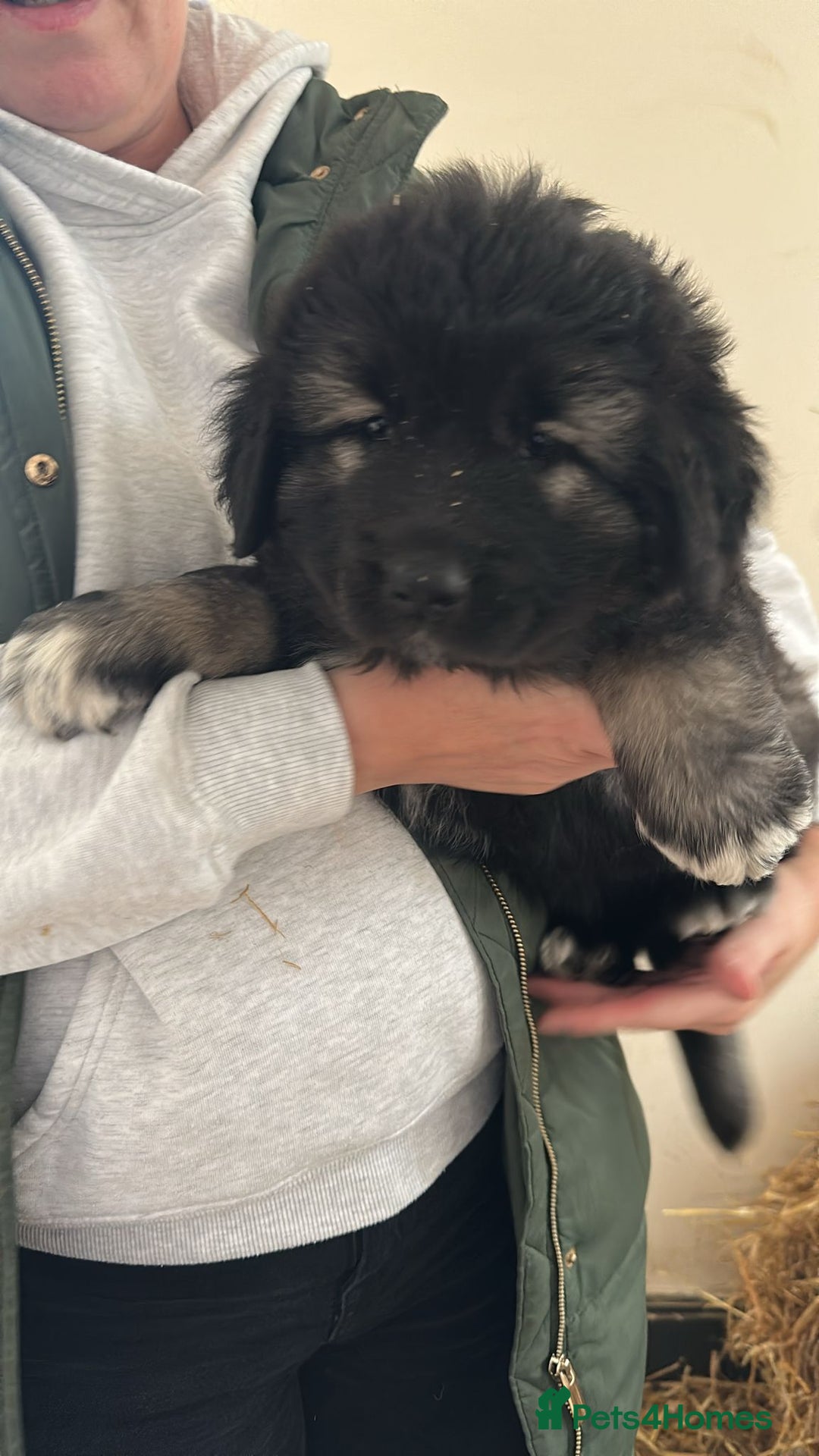 Caucasian Shepherd Dog dogs for sale:  ⭐️Caucasian shepherds⭐️puppies #bears big boned   - Image 21