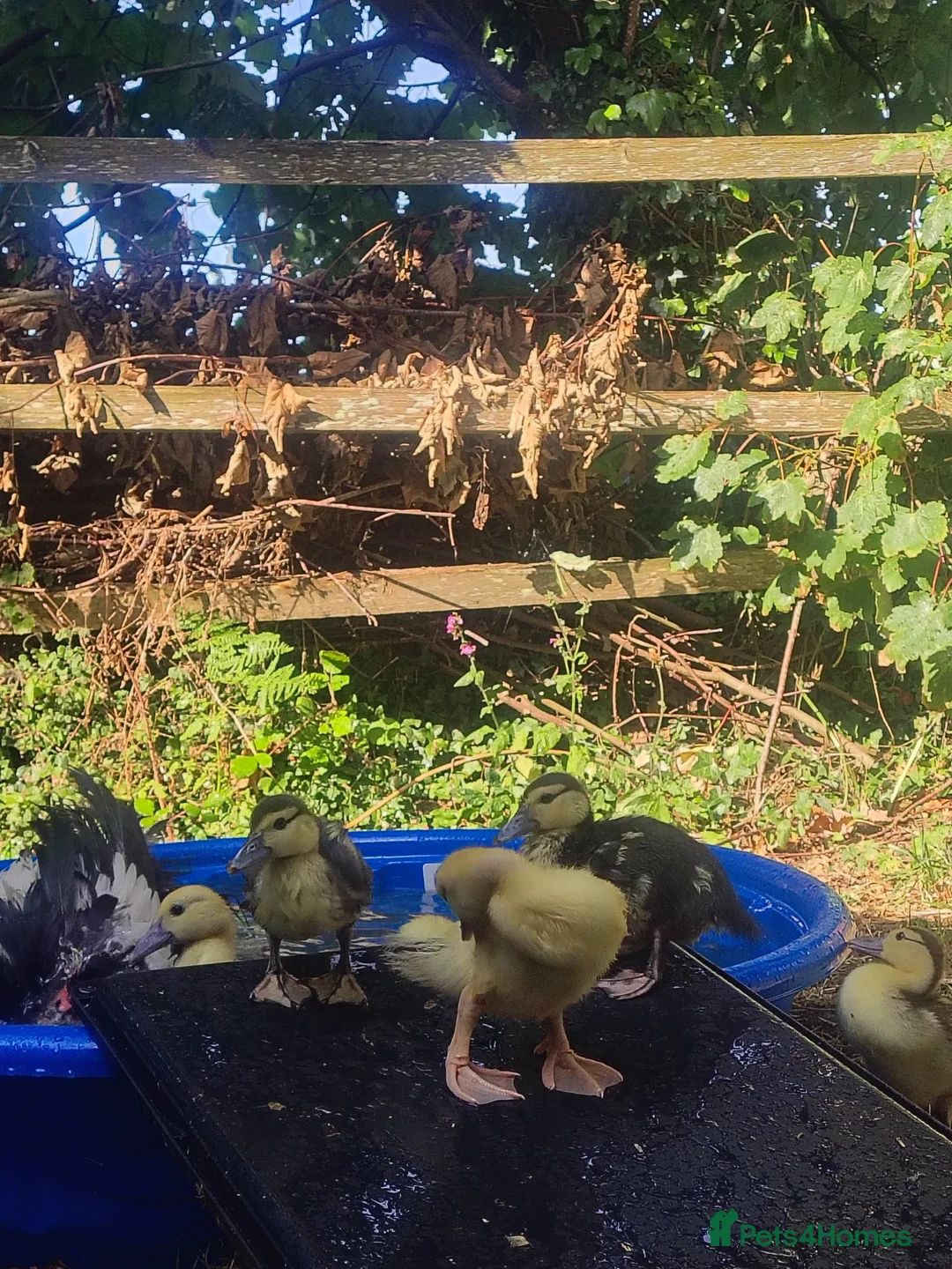 Ducks poultry for sale: Beautiful Muscovy Ducklings  - Advert 2