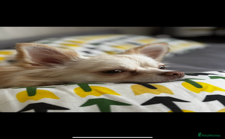 Chihuahua dogs - Advert 9