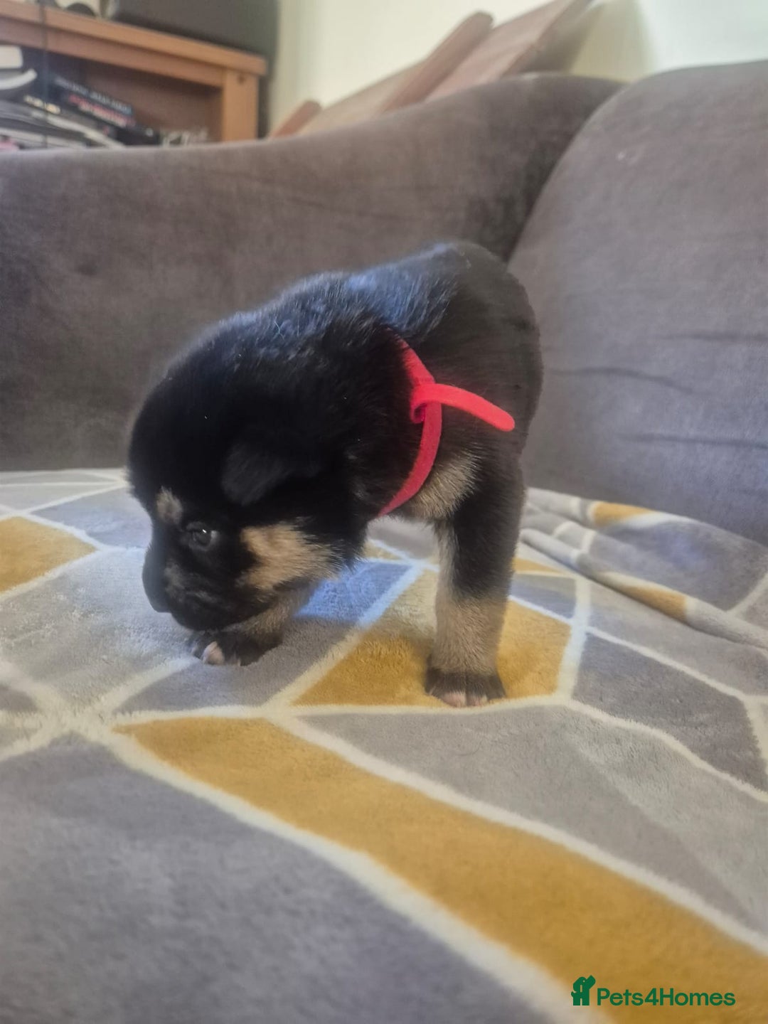 Mixed Breed dogs for sale: Stunning litter of puppies!! - Advert 11