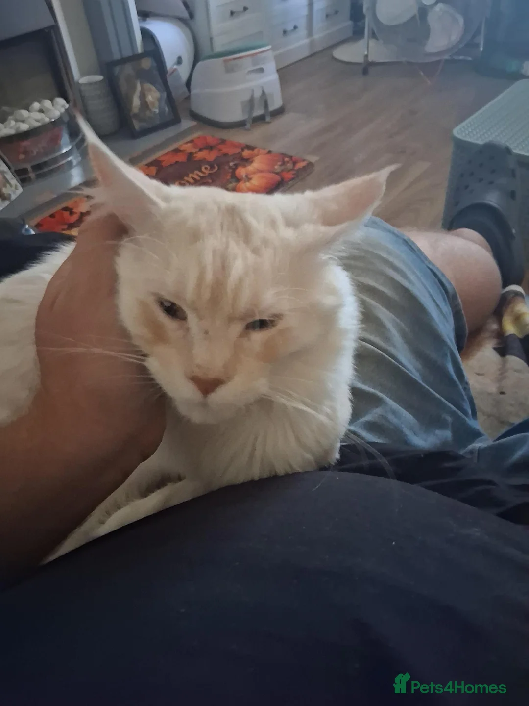 Maine Coon cats for stud: MAINECOON STUD - Advert 4