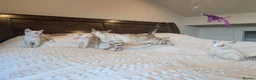 Bengal cats for sale: 🤍🩶 GORGEOUS BENGAL KITTENS 🩶🤍 - Advert 12