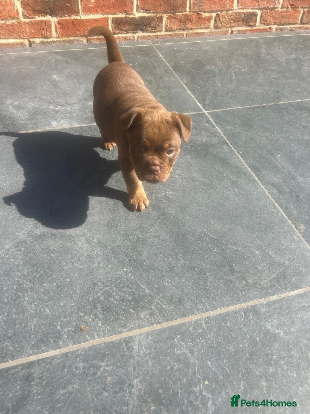 Olde English Bulldogge dogs for sale: Olde English Bulldog Puppies - Image 21
