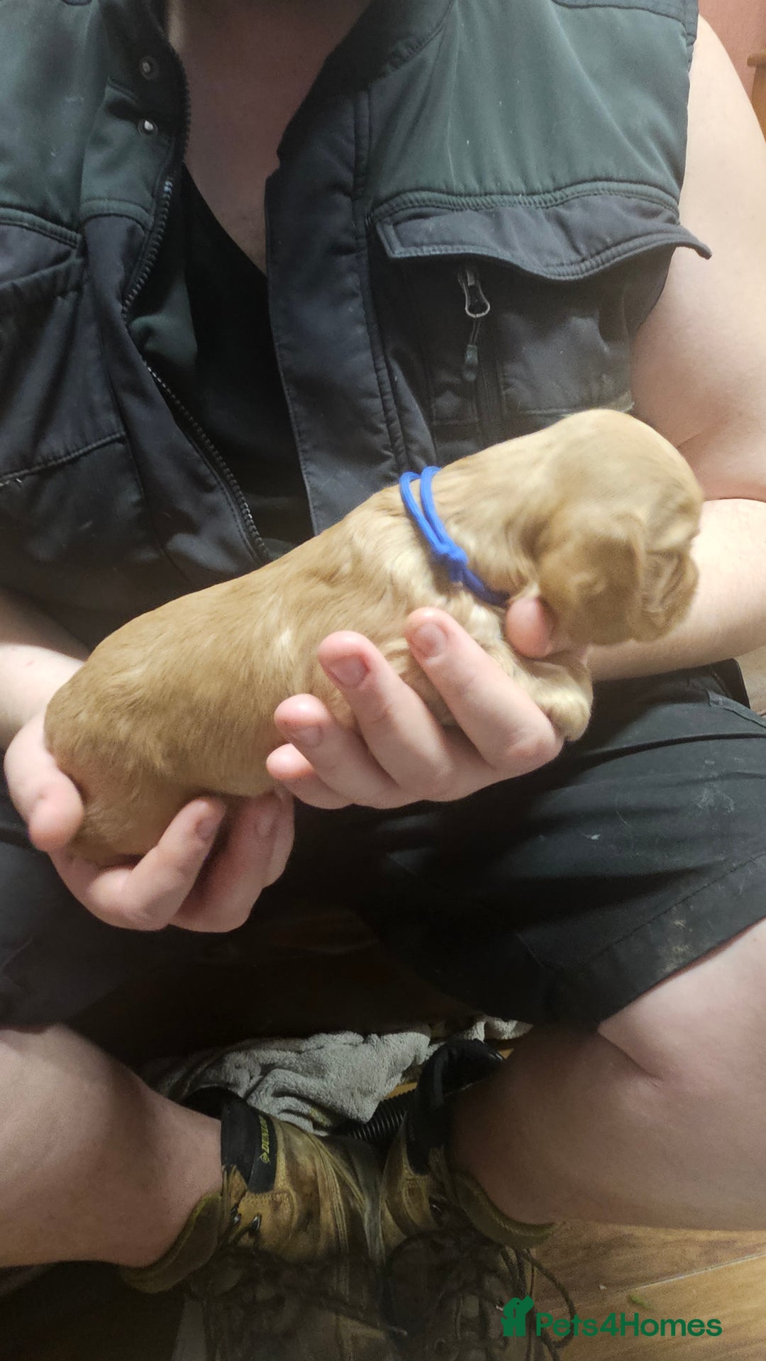 Cocker Spaniel dogs for sale: Beautiful cocker spaniel  - Advert 26