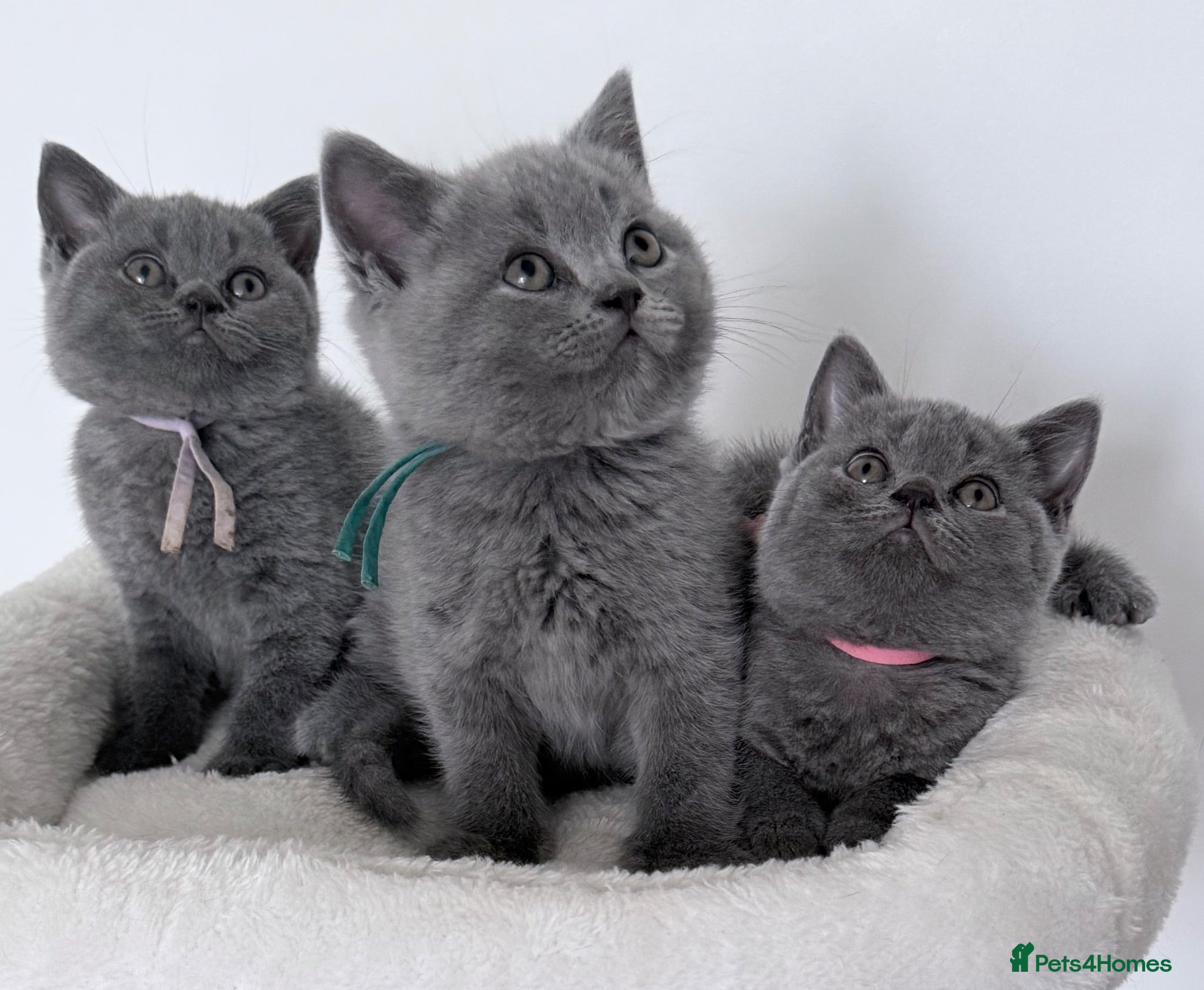 British Shorthair cats pure british shorthair kittens  - Advert 5