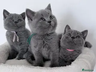 British Shorthair cats pure british shorthair kittens - Advert 5