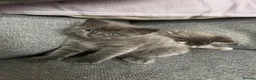 Ragdoll cats for sale: Beautiful Ragdoll cross kittens for sale  - Advert 6