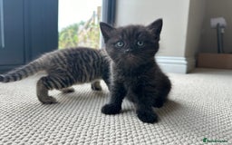British Shorthair cats for sale: British Shorthair Cross kittens  - Image 9