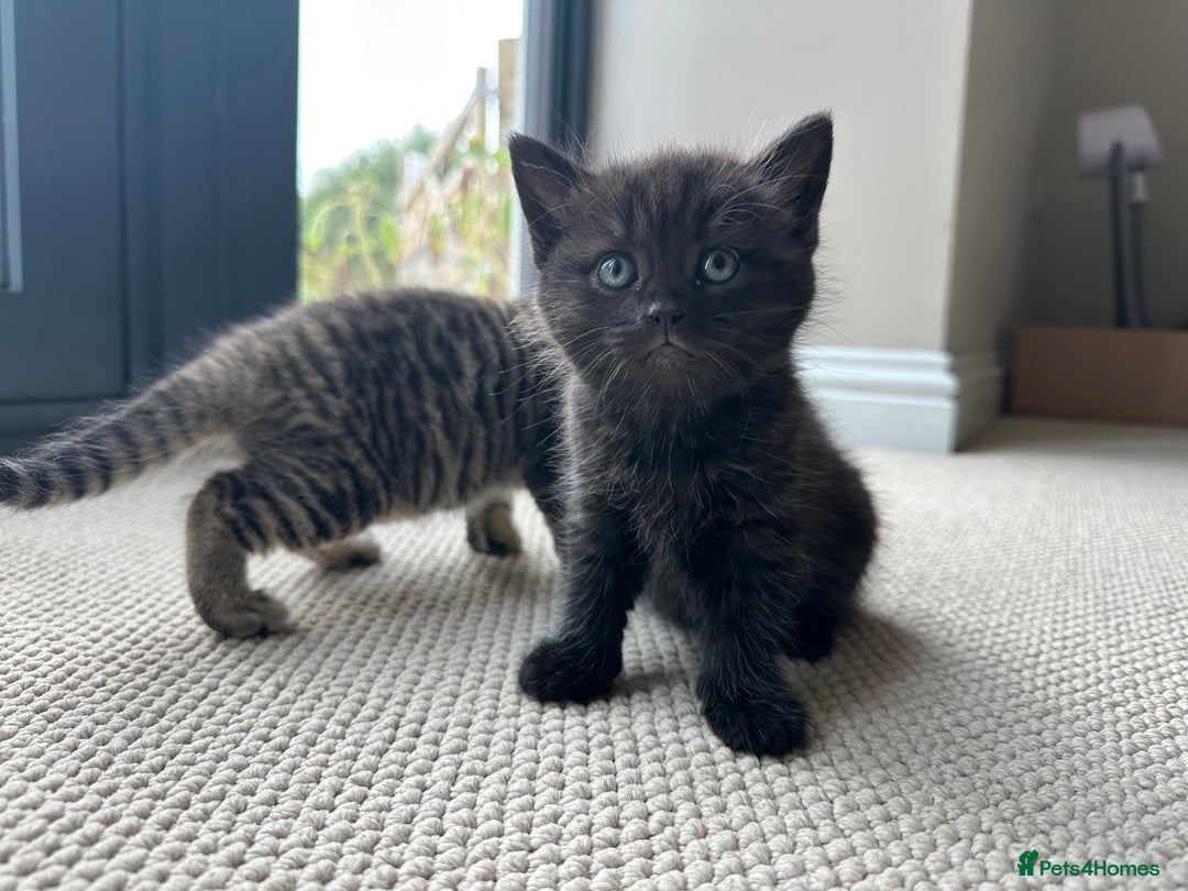 British Shorthair cats for sale: British Shorthair Cross kittens  - Image 9