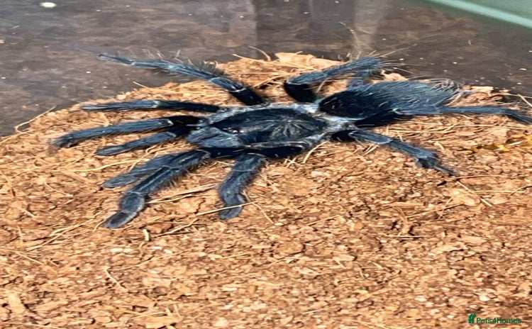 Tarantulas invertebrates Dominican Purple (please read the description) - Advert 18
