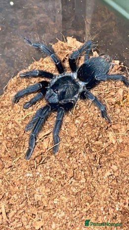 Tarantulas invertebrates Dominican Purple (please read the description) - Advert 18