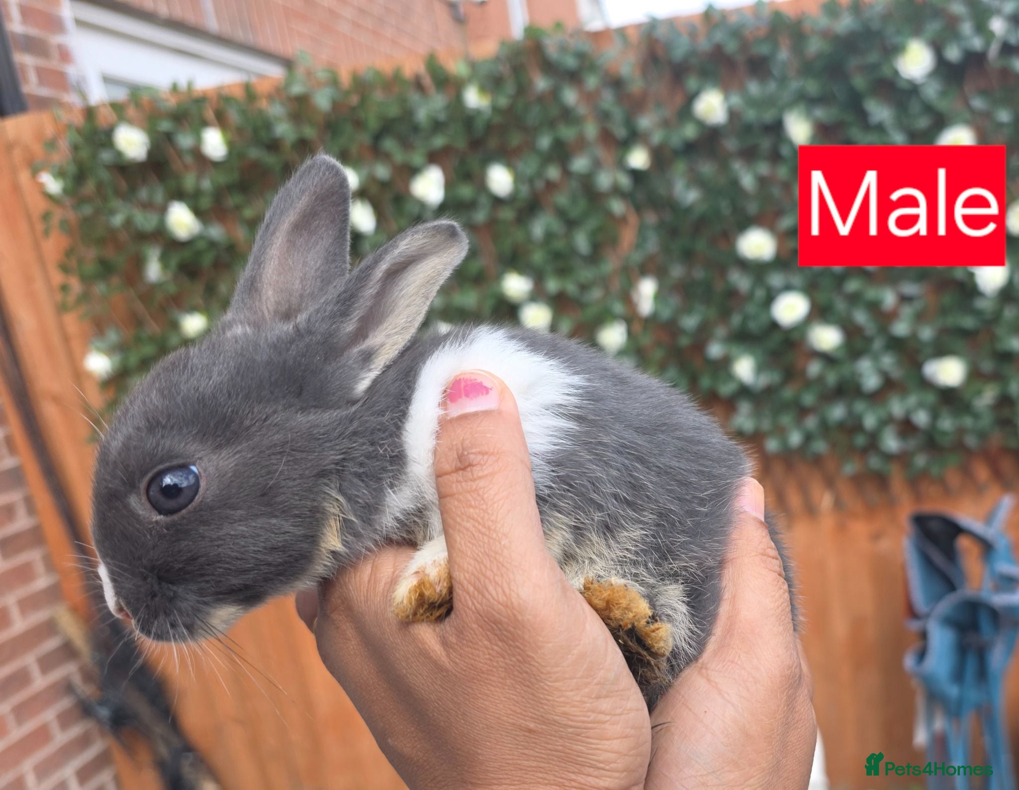 Dutch rabbits Adorable cute bunnies available, mixed gender. - Advert 5
