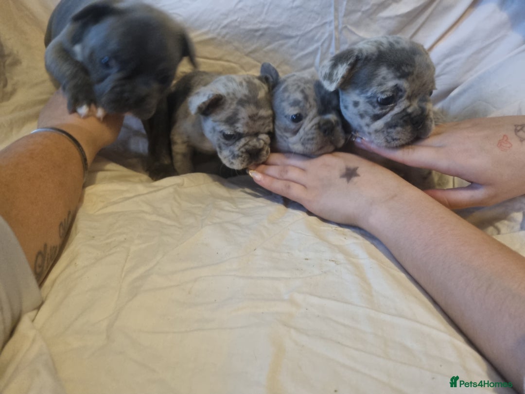 French Bulldog dogs for sale: Stunning litter of merle frenchies - Advert 3