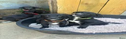 Borador dogs for sale: Beautiful Borodor’s  - Advert 17