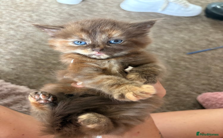 Maine Coon cats - Advert 4