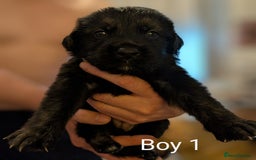 Mixed Breed dogs for sale: Golden Shepherd Puppies  - Image 1