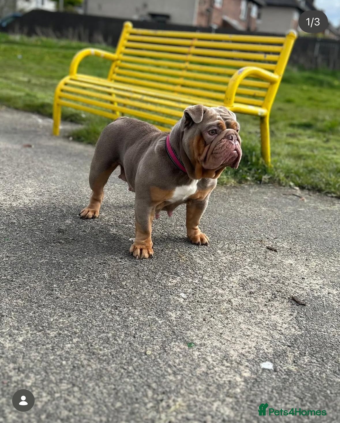 English Bulldog dogs Female British bulldog  - Advert 1