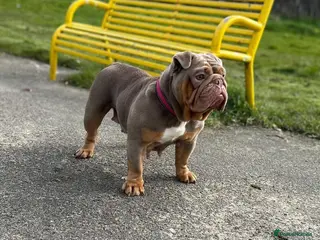 English Bulldog dogs Female British bulldog - Advert 2