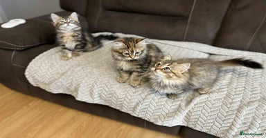 Siberian cats - Advert 10