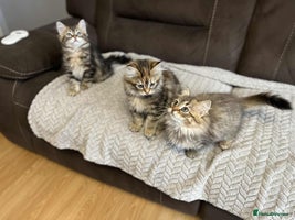 Siberian cats - Advert 4