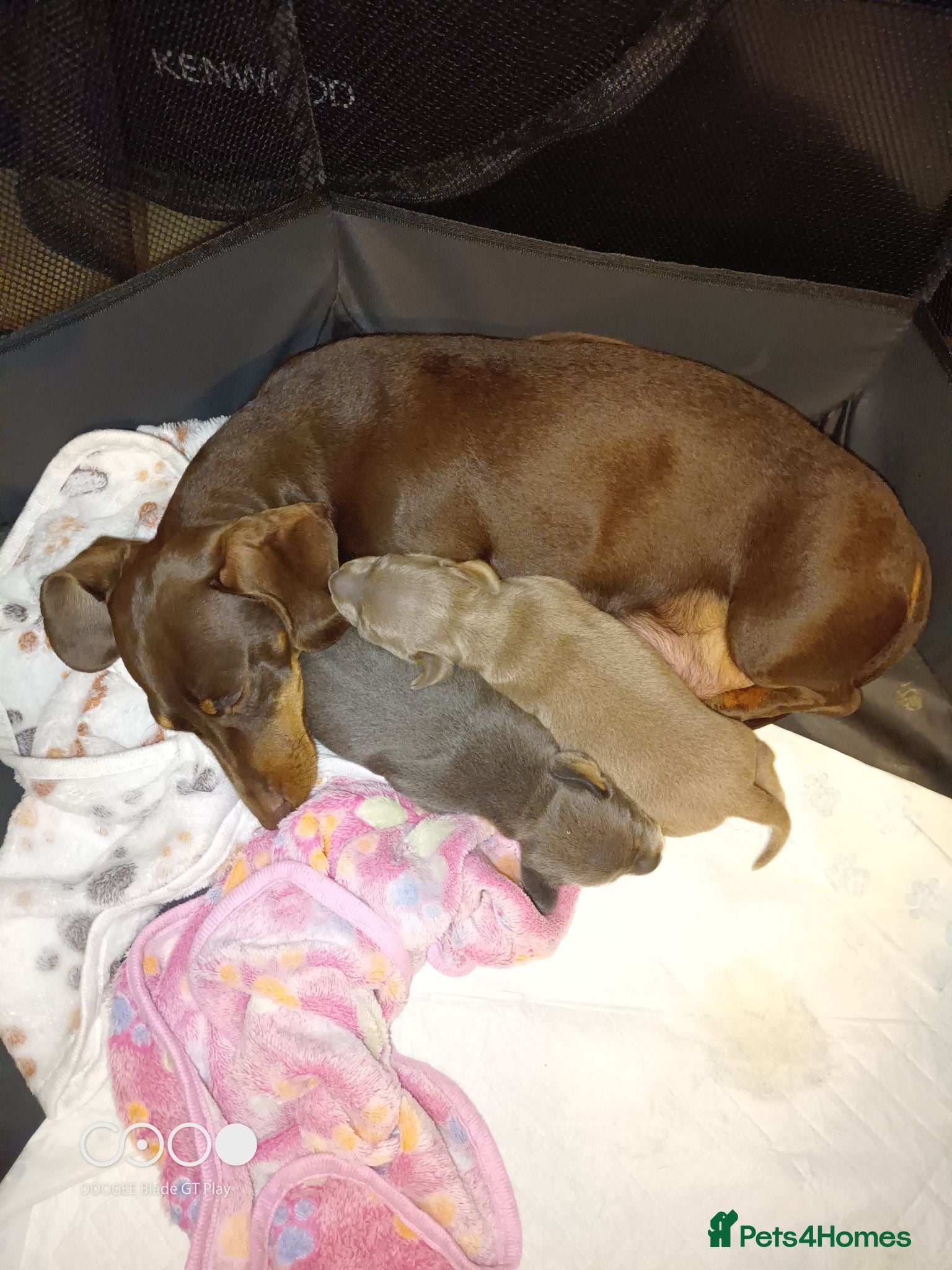 Miniature Dachshund dogs Miniature dachshund  - Advert 5