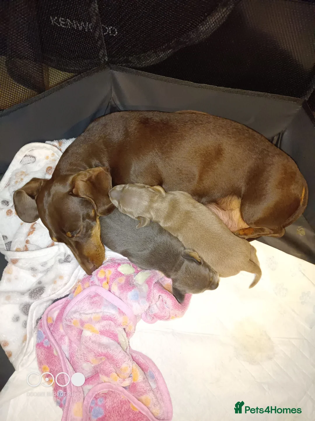 Miniature Dachshund dogs for sale: Miniature dachshund  in Swansea - Advert 1