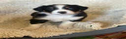 Border Collie dogs for sale: 🐾ISDS Registered Border Collie Puppies🐾 - Advert 12