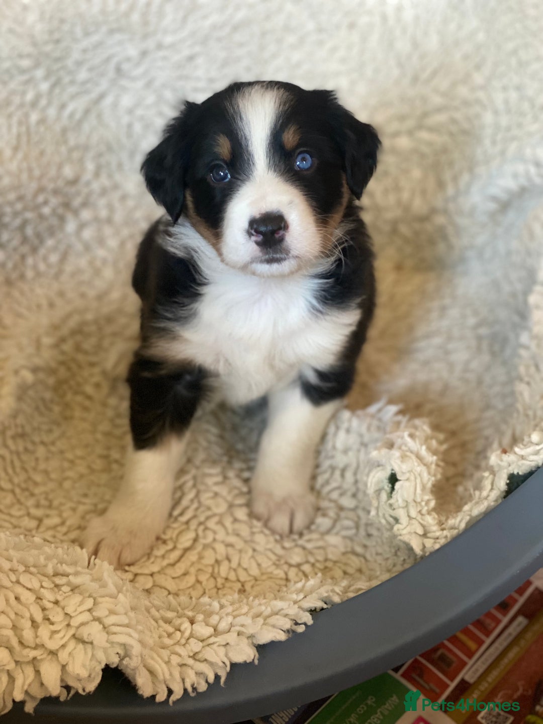 Border Collie dogs for sale: 🐾ISDS Registered Border Collie Puppies🐾 - Advert 12