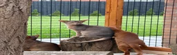 Abyssinian cats for sale: Last lovely boy😻 - Advert 11