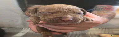 Chocolate