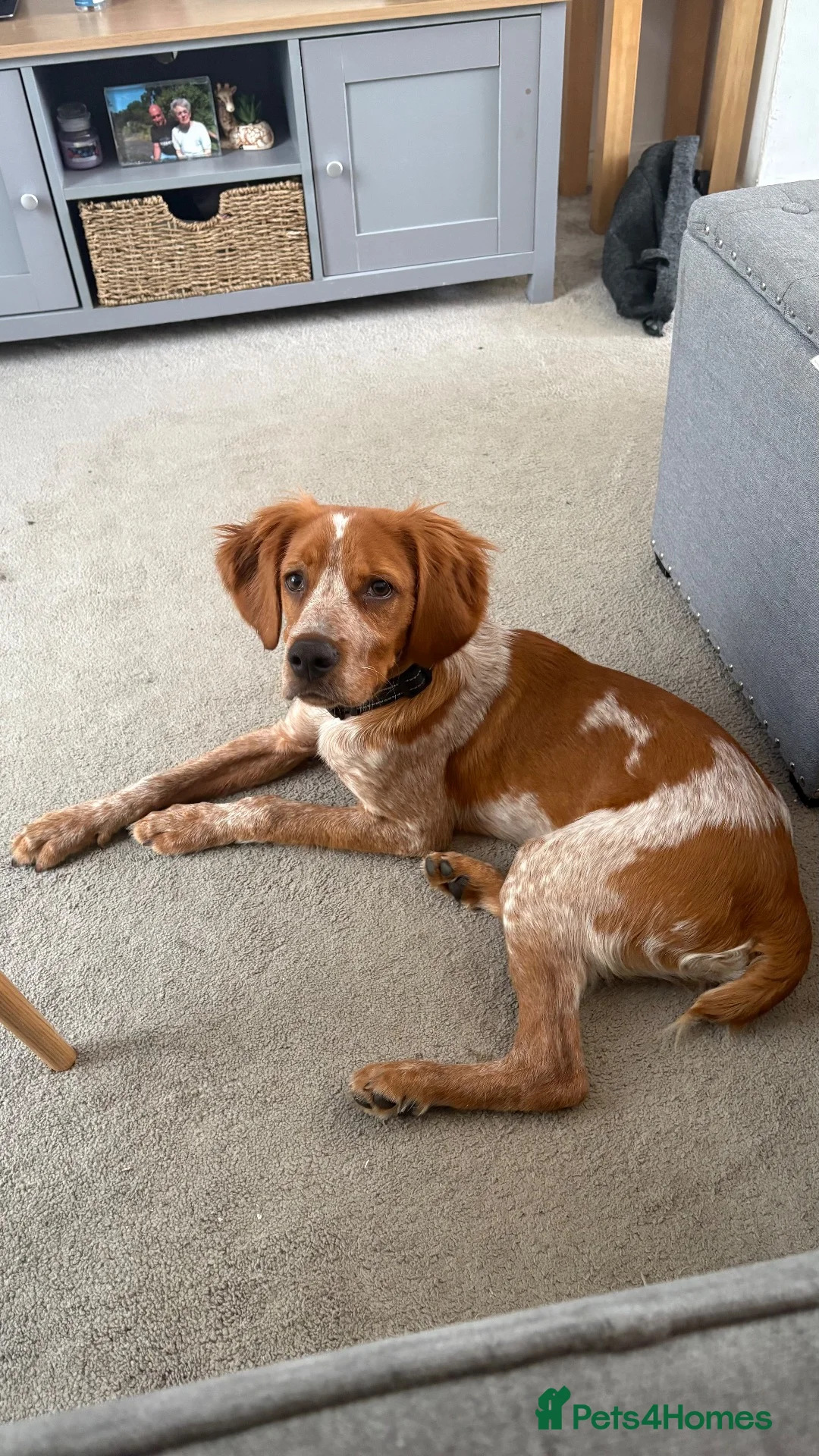Brittany Spaniel dogs for sale: KC registered Brittany spaniel in Bromsgrove - Advert 2