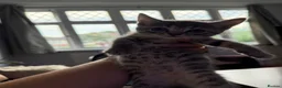 British Shorthair cats for sale: Beautiful kittens ready next week - Advert 9