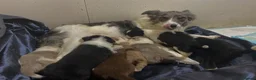 Border Collie dogs for sale: Border Collie Pups - Advert 2